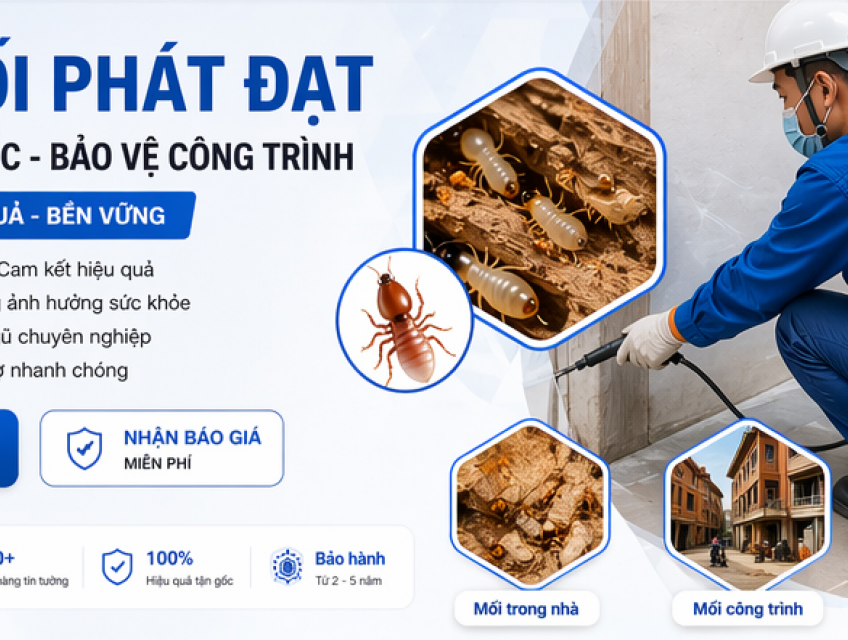 Diệt Mối Tận Gốc Tại Hà Nội – Hiệu Quả 100% | Phát Đạt