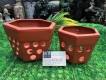 bán chậu đất nung trồng hoa lan& cây cảnh