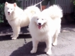 Phối giống poodle , phốc sóc , samoyed