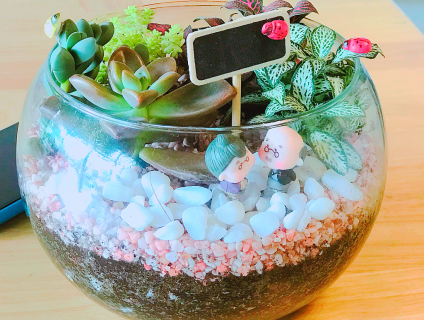 Bán tiểu cảnh sen đá đẹp ngỡ ngàng