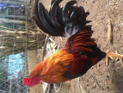 Một số e gà tơ 7 tháng ae nào thấy hợp nhãn ib