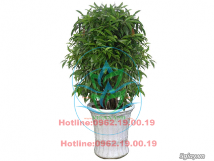 VINAXANH CUNG CẤP VÀ CHO THUÊ CÂY VĂN PHÒNG, NỘI NGOẠI THẤT GIÁ TỐT