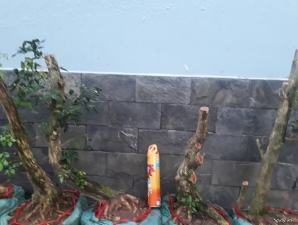 lô nguyệt quế bông chùm 10 gốc gl