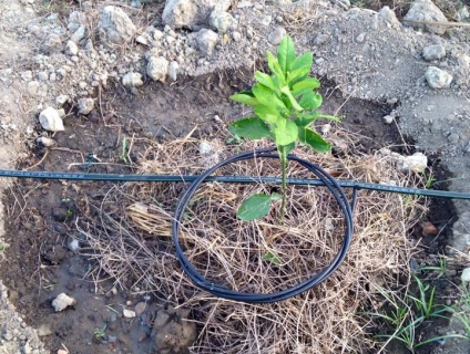 Tưới nhỏ giọt, dây tưới nhỏ giọt, bán hệ thống tưới nhỏ giọt giá rẻ