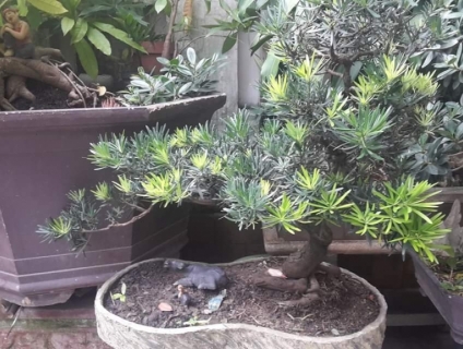 Thanh lý 1 số cây bonsai