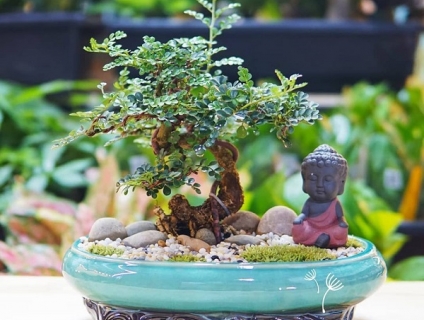 Bán các loại cây văn phòng, cây cảnh để bàn, cây phong thủy, sen đá