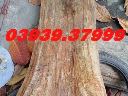 Bán Gỗ Hóa Thạch - Đá Phong Thủy