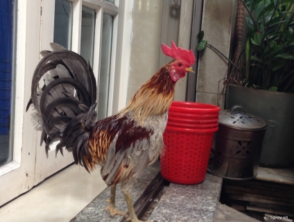 Thanh lý tre Mỹ & Sil/Mỹ đồng 8 xị