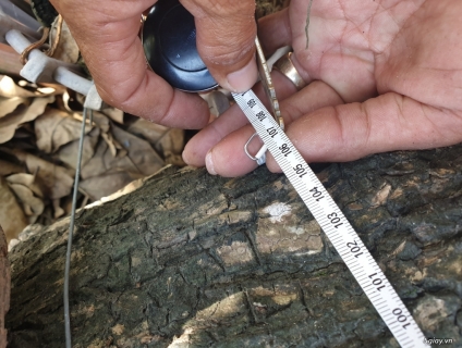 Cây lộc vừng cổ, hình đẹp