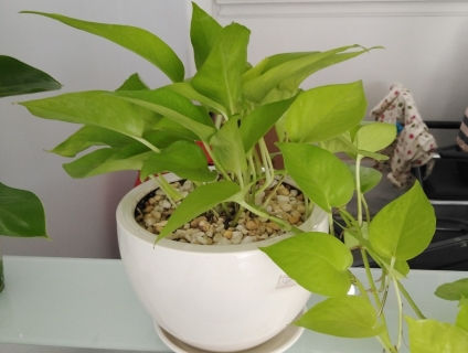 Cây Trầu Bà Vàng Để Bàn