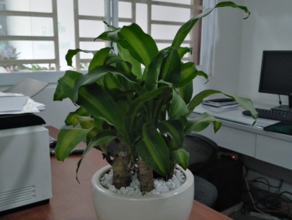 Phát Tài Khúc Để Bàn