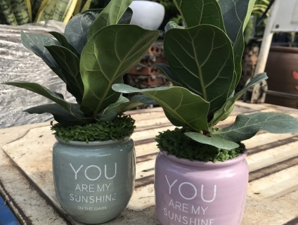 Chậu Cây Bàng Singapore Mini