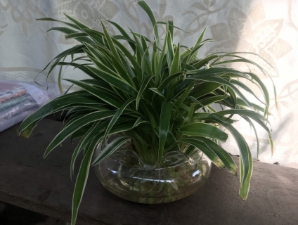 Cây Lan Chi Trong Nước