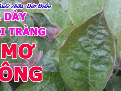 Chữa dạ dày đơn giản bằng lá mơ