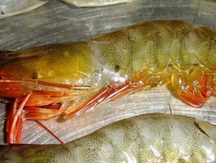 Hướng dẫn phòng bệnh đỏ thân nuôi tôm thẻ chân trắng