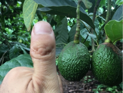 Bơ sạch 034 Di Linh (TRÁI MÙA), LOẠI 1(3-4 Quả 1 KG) End 23h00 ngày 26/6/2019