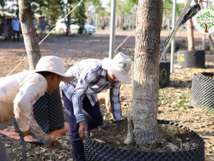Cây Lộc Vừng Bóng Mát chiều cao 3 - 7 m. Có lá rễ sẵn