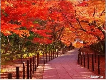 Cây phong lá đỏ