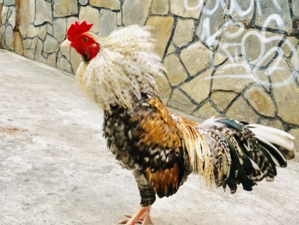 Cú sil 1kg190 Zin mồng dâu ngã trái, mỏ trắng chân trắng