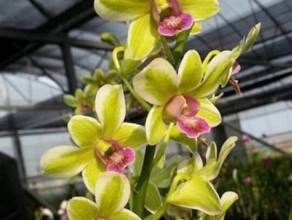 Denro lá biên - hoa đẹp - siêng hoa - sai hoa