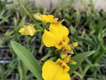 Lan vũ nữ, hoa vàng, đẹp lạ