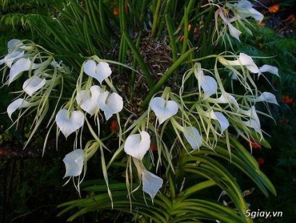 Lan nữ hoàng bóng đêm, hoa thơm nhiều về đêm