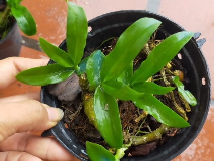 Hoa lan trầm tím, hàng rừng