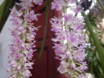 Hoa lan chồn, màu hoa đẹp, sai hoa, bền hoa