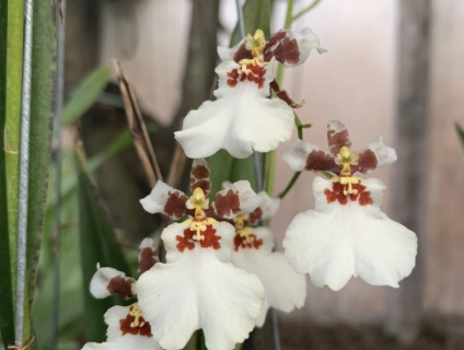 Lan Vũ nữ Sharry baby trắng (hoa khi nở sẽ chuyển từ vàng sang trắng)