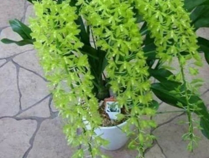 Lan hoàng hậu xanh, hoa đẹp, lạ mắt và sang trọng