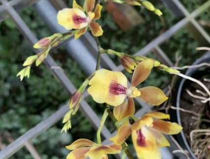 Lan Vũ nữ Sunset, màu cam vàng, hoa đẹp, lạ, sai hoa và siêng hoa