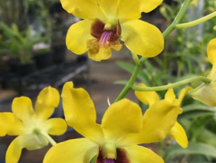 Denro nắng - vàng lưỡi đỏ