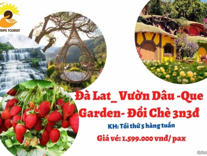 TOUR ĐÀ LAT- VƯỜN DÂU- QUE GARDEN- ĐỒI CHÈ 3N3Đ