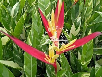 Chuối mỏ két cẩm thạch