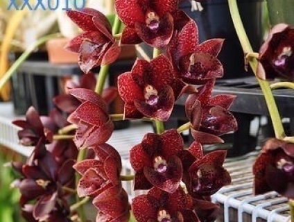 Lan Thiên Nga, - 5 màu - hoa đẹp - lâu tàn - cây khỏe