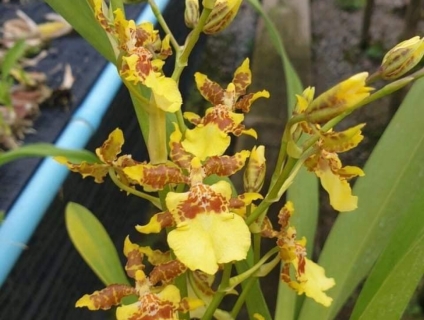 Lan Vũ nữ - Mèo hoang - hoa đẹp - lâu tàn - sai hoa và siêng hoa