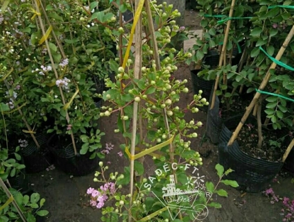 Cây tường vi hồng phấn- tình yêu đôi lứa