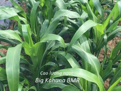 cao lương nogjt big kahuna BMR