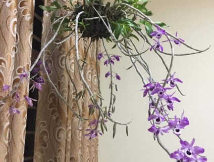 Hoa lan kèn, kèn lai châu, màu hoa đẹp, cây khỏe, tết cho hoa