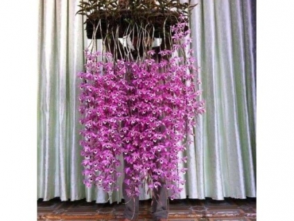 Giả hạc pháp - hàng ki - sai hoa - hoa đẹp