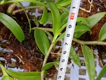 ki phi điệp rừng lào - cây đẹp - khỏe - mặt hoa xổ số