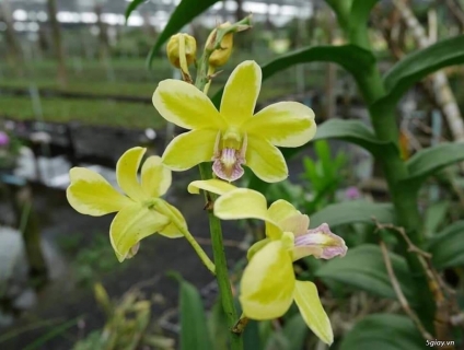 Denro cây giống - nhiều mặt hoa - cây cao - khỏe - nhiều mầm gốc