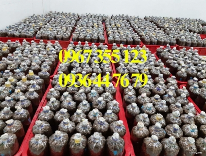 CUNG CẤP MEO PHÔI NẤM CÁC LOẠI THEO YÊU CẦU…