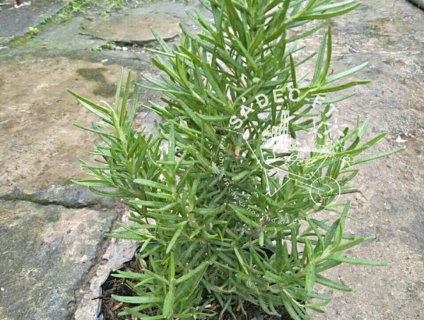 cây hương thảo dược liệu của mọi nhà