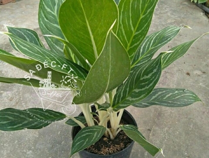 Cây Bạch mã hoàng tử