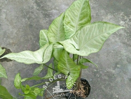 Trầu bà lá trắng hay tróc bạc