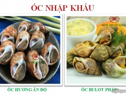 ỐC BULOT PHÁP, ỐC HƯƠNG ẤN ĐỘ - NEW FRESH FOODS