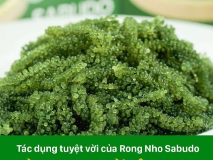 Rong Nho Sabudo  có tốt không ?