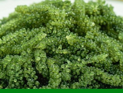 Rong Nho Sabudo có tốt không?