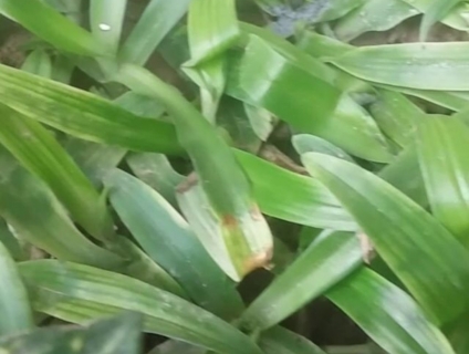 Cỏ Bao Tử ( cỏ linh chi ) msp45